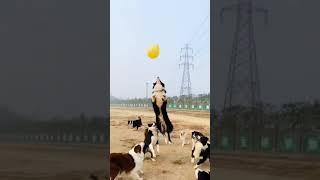 Balonla oynarken çılgınlar gibi eğlenen köpekler