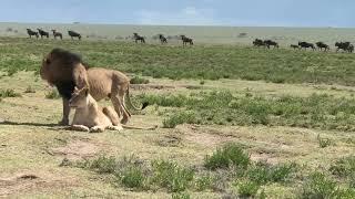 Lions in serengeti National park