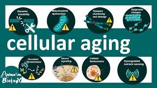 Cellular aging  Cellular Aging and Genomic Instability Definition & Overview – Aging  USMLE step1