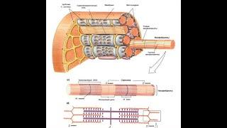 Механизм мышечного сокращения