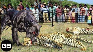 Scary Video Animal Fight  15 Moments When Hungry Leopards Broke Into Peoples Houses to Hunt Dogs