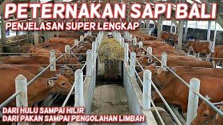 PETERNAKAN SAPI BALI - DARI A SAMPAI Z - PENJELASAN SUPER LENGKAP DARI HULU SAMPAI HILIR