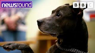 How Dog Therapy is Helping to Bring Joy  Ukraine The Childrens Story   Newsround