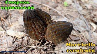 Сморчок конический - гриб восстанавливающий зрение  Morchella esculenta