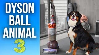 Vacuum Your Dog Floor...Ceiling? Dyson Ball Animal 3 Extra