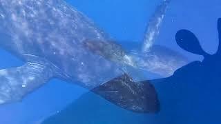 Whales and You  Whale Watching Tour in Waikiki Oahu.