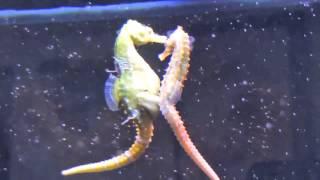 Seahorses Mating Transferring Eggs