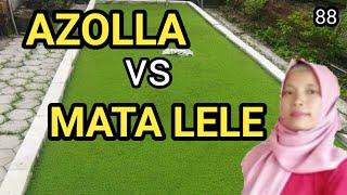 azolla mata lele atau lemna pakan alternatif ayam dan ikan budidaya azolla budidaya lemna