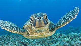 Swimming with Sea Turtles Beautiful Surprises Underwater