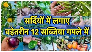 नवंबर महीने में उगाई जाने वाली बहेतरीन 12 सब्जी के पौधे  Top 12 Vegetables To Grow In November