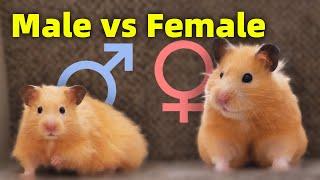 Male vs Female How Different is my New Hamster?