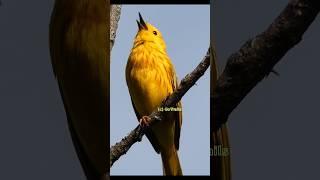 Yellow warbler singing  Bird