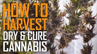 Harvesting Drying & Curing Cannabis - Step by Step