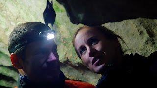 Searching for Japanese Bats  Japans Northern Wilderness  BBC Earth