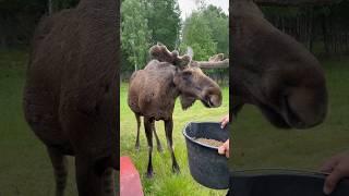 İsveç’te geyik safari#älgsafari #nature #moose #isveç #sweden #geyik #safari #gårdsjö #travel #yaz