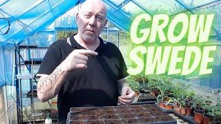 Grow Swede From Seed Gardening Allotment UK Home Growing Veg