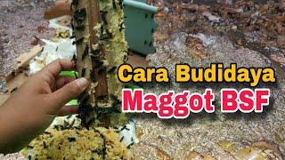 Cara Budidaya Maggot BSF