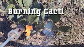 Cattle Eating Cacti