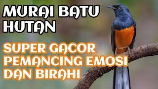 murai batu hutan gacor