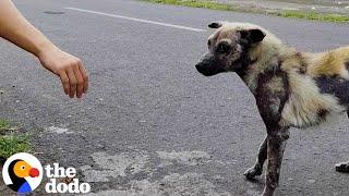 Hyena-Looking Dog Grows The Most Lucious Coat  The Dodo