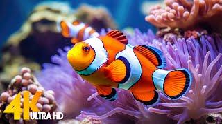 Aquarium 4K VIDEO ULTRA HD  Beautiful Coral Reef Fish - Relaxing Sleep Meditation Music #67