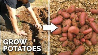 How to Grow EASY Potatoes From Seed to Harvest 