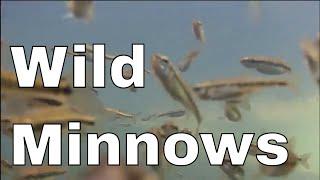 MINNOWS How much did you know?