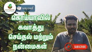 கொய்யாவில் கவாத்து செய்வது எப்படி ? - How to prune Guava trees ?