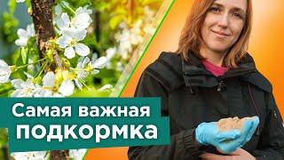 ПОДКОРМИТЕ ЭТИМ ЧЕРЕШНЮ ВИШНЮ СЛИВУ ВЕСНОЙ - все ягодки завяжутся а деревья не будут болеть