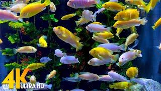 Aquarium 4K VIDEO ULTRA HD  Beautiful Coral Reef Fish in Lotte World Aquarium Hanoi