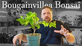 Tiny Bougainvillea Bonsai pruning and root work. Saving space by repotting plants into smaller pots.