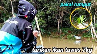 Tarikan ikan tawes 7kg joran hampir patah  MANCING IKAN TAWES