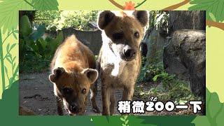 【稍微Zoo一下】斑點鬣狗