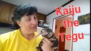 Tegu Best Reptile and One Of The Best Pets Ive Ever Had.