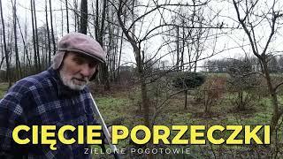 Cięcie porzeczki czarnej