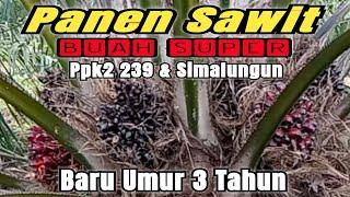 PANEN SAWIT PPKS 239 vs PPKS SIMALUNGUN UMUR 3 TAHUN