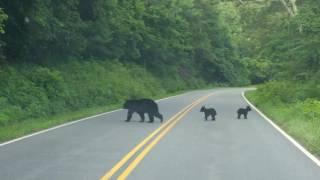 Bears On Skyline