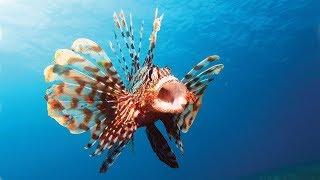 Lionfish Facts and Care Guide