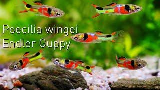 Poecilia wingei the ENDLER GUPPY  Nano Fish Portrait