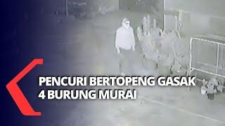 Terekam CCTV Pencuri Bertopeng Gasak 4 Burung Murai