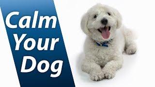 Calm Your Dog with White Noise  Relaxing Sound Soothes Puppy Anxiety Fast  10 Hours