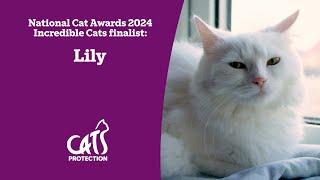 Lily  The cat taking care of three children  National Cat Awards 2024