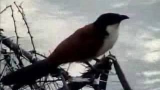 Burchells Coucal Calling