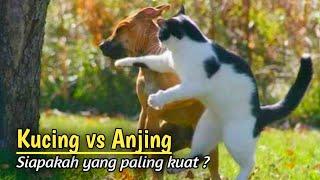 Serem  Pertarungan Kucing vs Anjing