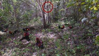 video mikat - Sekali Kokok Langsung Nyambar  Pikat ayam hutan terbaik