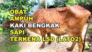 GT-PS #228 Sapi Kakinya Bengkak Terkena LSD Obatnya Apa?