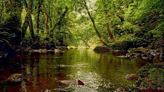 FOREST STREAM SOUNDS GENTLE BIRD SONG RELAXING NATURE SOUNDS COLLABORATION WITH@GoodMorningBirds