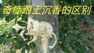 【老林赶野】老林给大家讲解一下奇楠跟土沉香的区别，还削开对比了一下