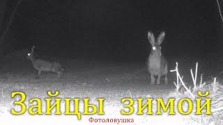 Зайцы зимой Херсонская область  Hares in winter