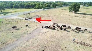 Young Bison Herd Runs New Pasture For The First Time